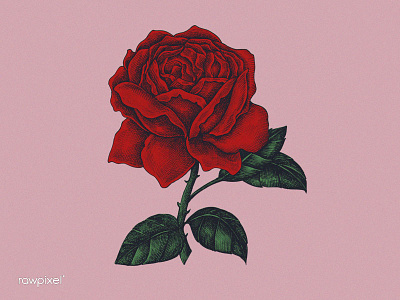ROSE handrawing illustration vintage vintage illustration