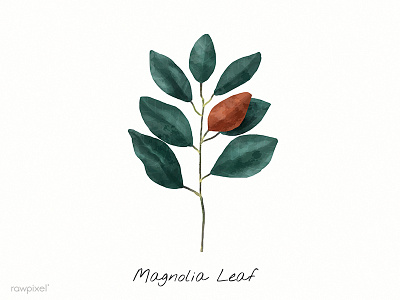 Magnolia Leaf green illustration leaf magnolia magnolia leaf paint