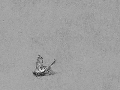 Moth black and white book charcoal dead drawing illustration moth secret midnight press world in the kitchen cupboard