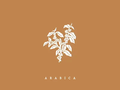 Arabica arabica bean botanical cafe coffee farming icon illustration plant