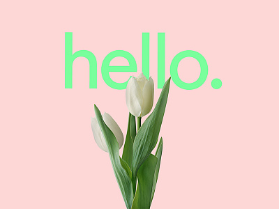 Hello action zebra exotic flower green hello hi minimal nature pink summer sun tropical