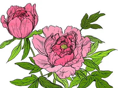 Peonies book drawing flower illustration peony