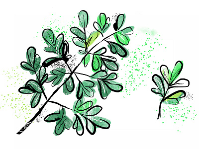 Common Rue common green greenery ink leaf luck nature painting plant rue vegetable