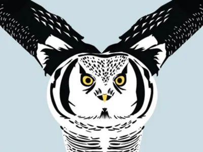 Owl bird illustration. owl sketch