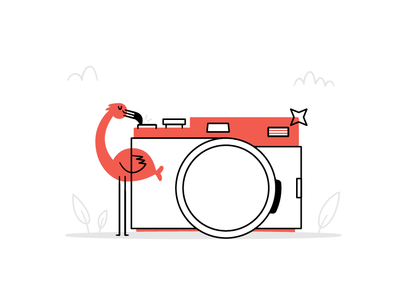 45/52 – Wild Photos alligator animal camera character cute dangerdom dominic flask flamingo illustration playful product yelp