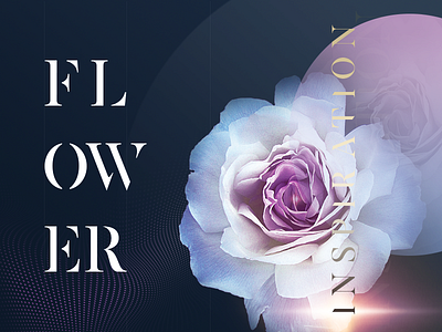 Flower art beauty creative design flower flyer follow inspiration rose web shot