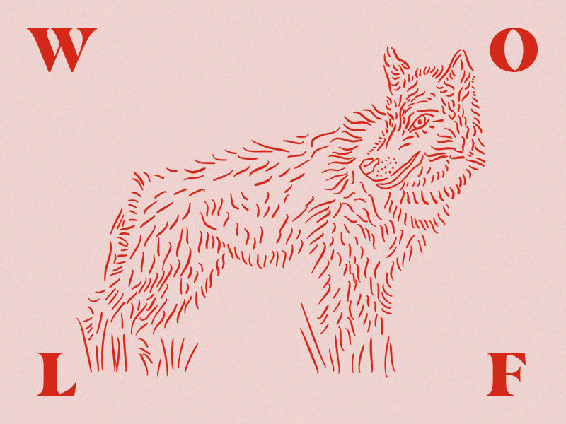 Wolf illustration wolf