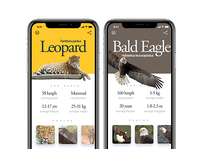 How much does the notch affect wildlife? animals app design garamond ios app iphone iphonex