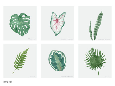 Leaf 2 botanical floral green illustration leaf nature painting plant