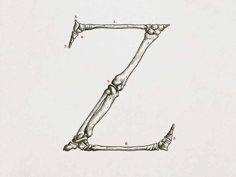 GC Letter of the day alphabet animation drawing handmade letter letters logo stopmotion type type design typography writeup