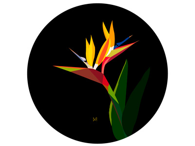 Bird of Paradise art design draw flower graphic graphic design graphic illustration illustration picture plant tropical