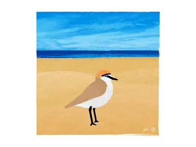 Red-Capped Plover birds illustration plover tasmania texture