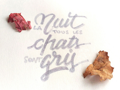 La nuit tous les chats sont gris brush lettering lettering