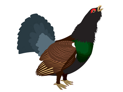 Auerhuhn alps auerhuhn bird capercaillie cock illustration vector wild life