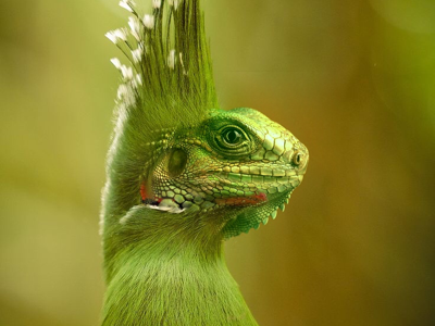 Lizird of paradise animal anomaly