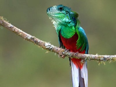 Paradise lizird green