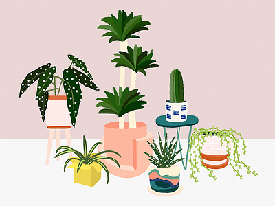 Plant Gang begonia cactus ceramics cute dracaena haworthia houseplants planters plants pots spider plant string of pearls