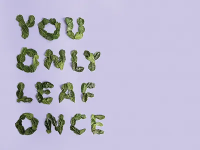 Tactile Type 1 leaf leaves tactile type yolo