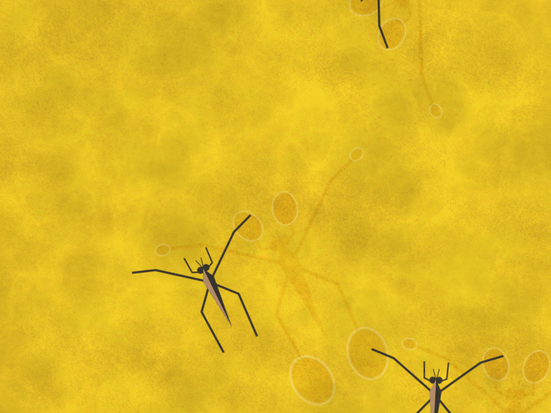 Water Strider after effects animation dribbble gif insect strider water strider yellow