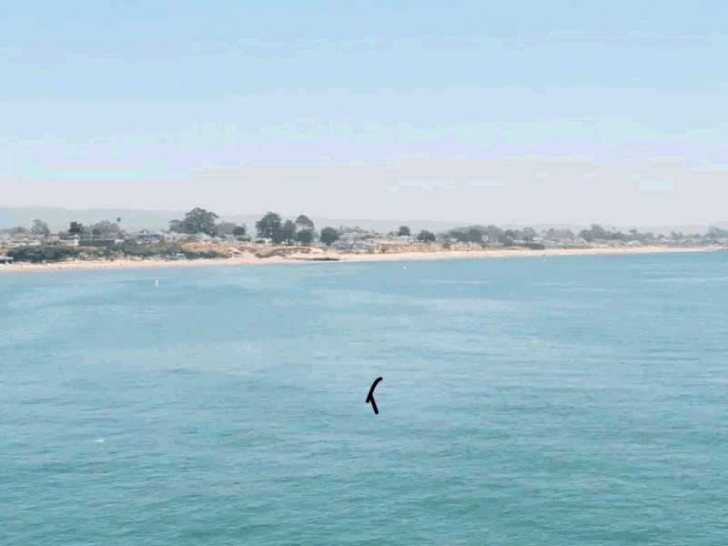 Santa Cruz Surf City animation city icon illustration motion graphics ocean santa cruz sea summer surf vacation