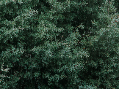 pattern digital photography nature nature photography pattern photography rain travel
