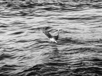 Img 1826 2 black and white bnw bw photography explore film movement nature nature photography ocean photography sea travel