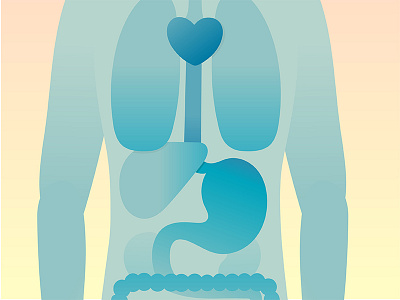 Human body - middle anatomy body chest heart human intestine liver lungs man stomach