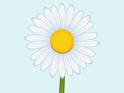 Chamomile chamomile chamomileillustration chamomiles floristry flower flowerillustration illustration kamille nationalflower russia vectorflower vectorillustration