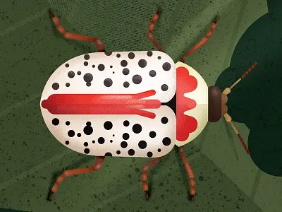 Beetle beetle bug illustration insect leaf