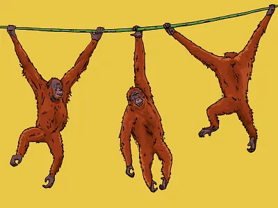 Brachiating Orangutans ape chester zoo diagram great ape illustration kids learning movement orangutan orangutans zoo