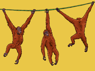 Brachiating Orangutans ape chester zoo diagram great ape illustration kids learning movement orangutan orangutans zoo