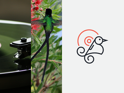 Dr Bird Logo art bird clean colour icon line logo record