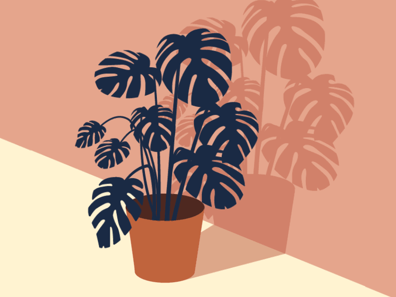 Monstera - motion graphic flat gif monstera motion motion graphic plant plantlover simple simplicity vector