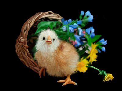 Cute Bird photoshop