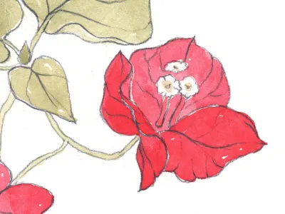 Bougainvillea detail botanical bougainvillea case for making hand drawn illustration pencil pink flowers watercolor
