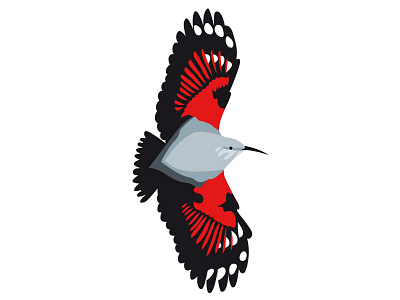 Mauerläufer alps bird illustration mauerläufer passerine vector wallcreeper wild life