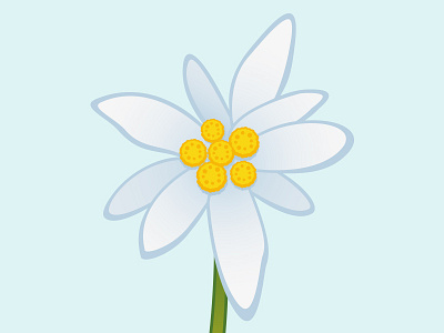 Edelweiss alpenblumen edelweiss edelweissillustration floristry flower flowerillustration illustration nationalflower swiss switzerland vectorflower vectorillustration