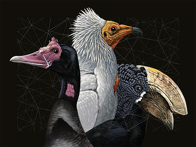 Dream team #4 birds collage dreamteam linear memoryshapes monkey wolf