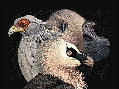 Dream team #2 birds collage dreamteam linear memoryshapes monkey wolf
