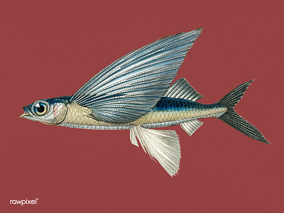 Fish art creative fish fly illustration