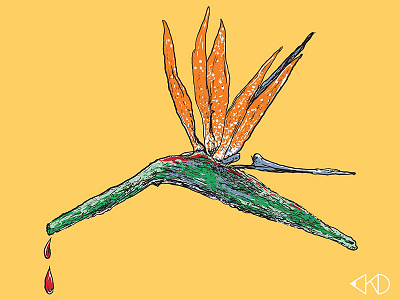 Strelitzia drawing illustration south africa strelitzia