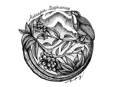 Bird Of Paradise astrapia stephaniae bird bird of paradise black pen doodle art fauna hand drawn illustration indonesia line art pointillism sketch