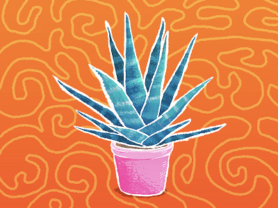 Haworthia - the succulent. color flower pot haworthia illustration ornament plant rough sketch succulent