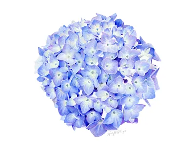 Hydrangea botanical colored pencil illustration realism scientific illustration traditional art