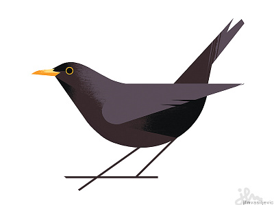 Turdus Merula animal bird blackbird design illustration minimal nature ornithology