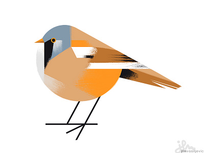 Panurus Biarmicus animal bearded reedling bird design illustration minimal nature ornithology