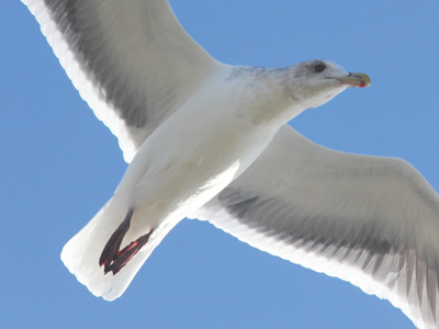 Seagull beach bird bird bird watching ocean life photo photography seagull wildlife photography wildlife photos