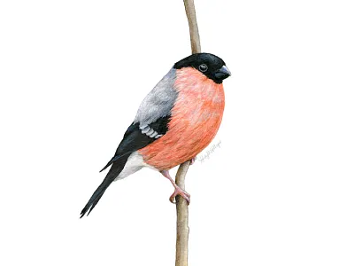 Eurasian Bullfinch illustration mixed media painting realism scientific illustration traditional art watercolor wildlife illustration