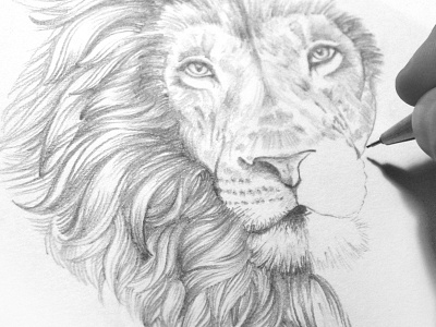 Samuel Adams - 'Bohemian Pilsner' alcohol beer boston bottle drawn dream catcher feathers hand lion packaging pencil sketch