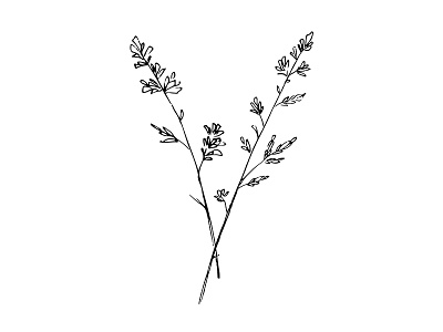 Floral drawing floral illustration plants simple stems